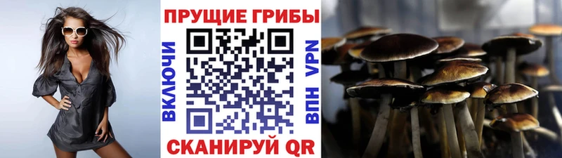 Галлюциногенные грибы Psilocybe  Катав-Ивановск 